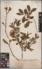Foto von Salix cinerea L.